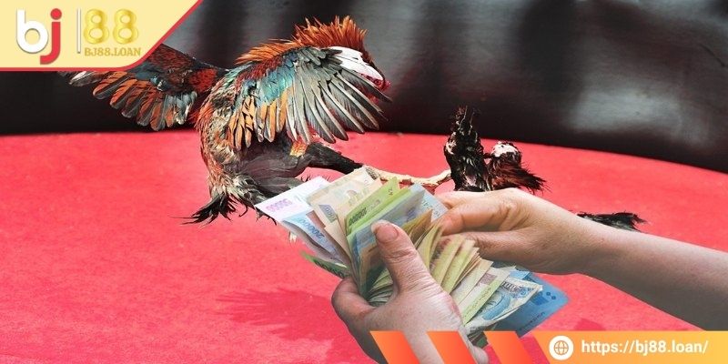 Đá Gà 4k BJ88 - Bộ Môn Kịch Tính, Rất Hấp Dẫn Bet Thủ 3 Bet thủ cần tự tin khi tham gia cá cược chọi gà