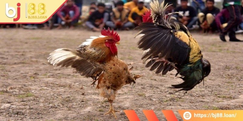 Đá Gà Tre BJ88 - Không Khí Sôi Động Và Vô Cùng Kịch Tính 3 Cá cược đá gà cho cửa BDD
