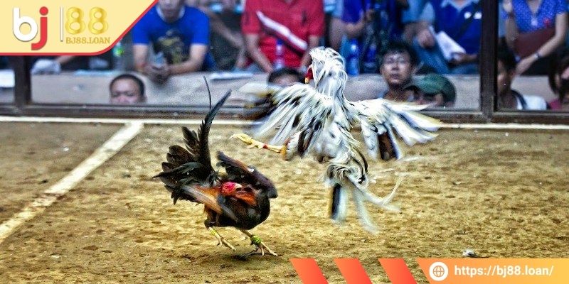 Đá Gà Tre BJ88 - Không Khí Sôi Động Và Vô Cùng Kịch Tính 2 Hiểu rõ về cửa cược đá gà tre BJ88 Meron
