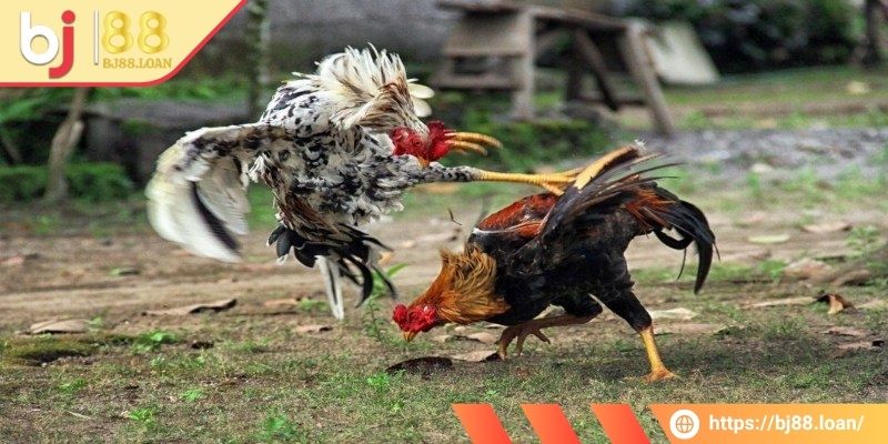 Đá Gà Tre BJ88 - Không Khí Sôi Động Và Vô Cùng Kịch Tính 1 Tìm hiểu các thông tin về trận đấu đá gà tre